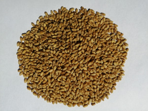 Gravity separator (process wheat)