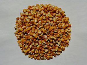 Gravity separator (Process corn)